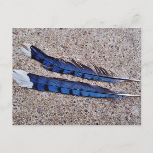 Blue Jay bird feathers Postcard