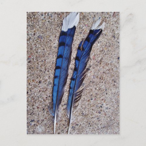 Blue Jay bird feathers Postcard