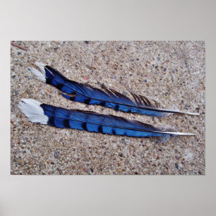 Blue Jay bird feathers Poster