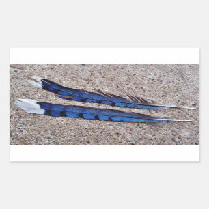 Blue Jay bird feathers Rectangular Sticker