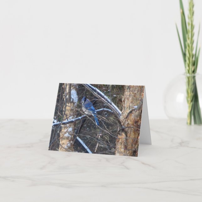 Blue Jay Bird in Winter Trees Card (Front)
