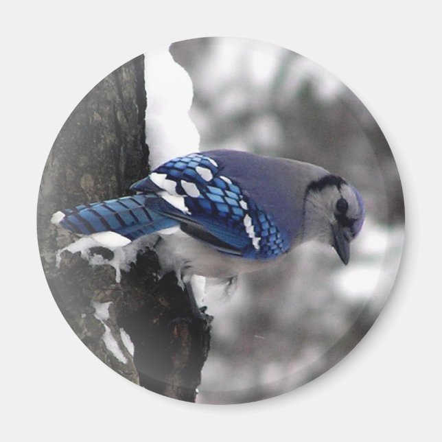 Blue Jay Bird Magnet (Front)