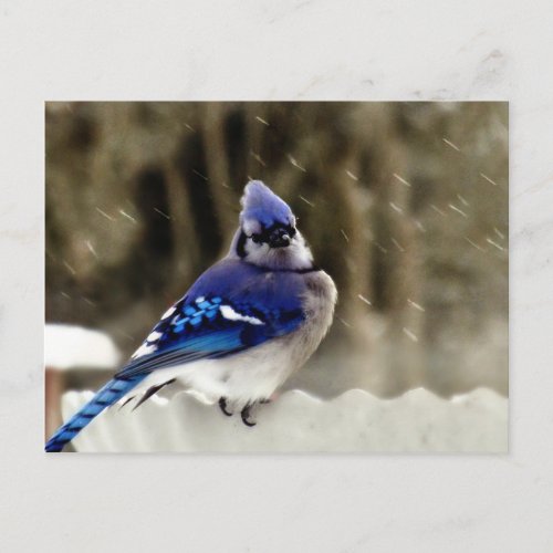 Blue Jay Bird on Bird Bath in Winter Postcard