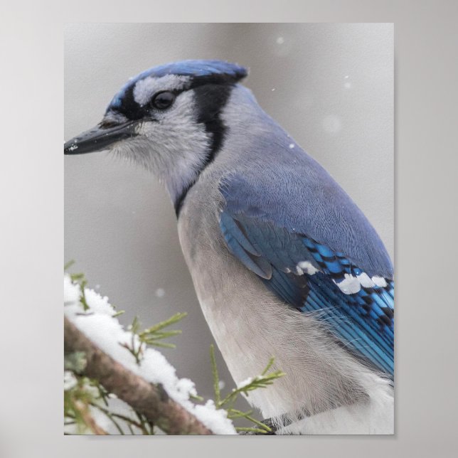 Blue Jay Bird Poster (Front)