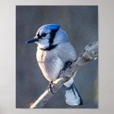 BLUE JAY FLYING ready to Hang Dye sublimation print