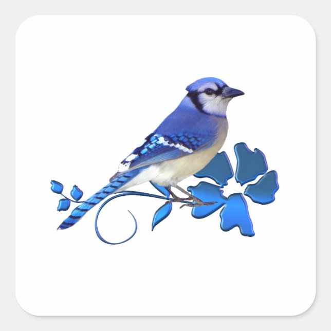Blue Jay Bird Square Sticker (Front)