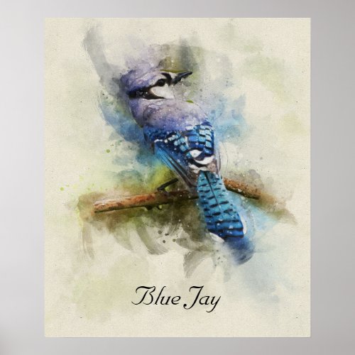 Blue Jay bird watercolor illustration Poster