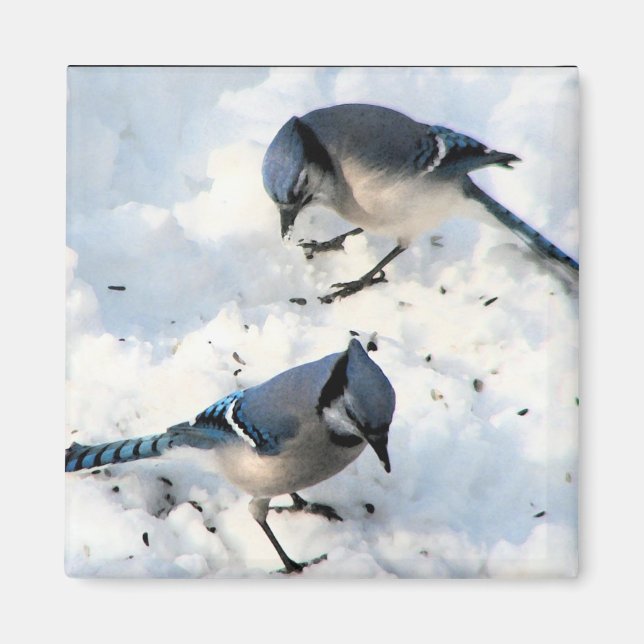 Blue Jay Birds in Snow Nature Magnet (Front)