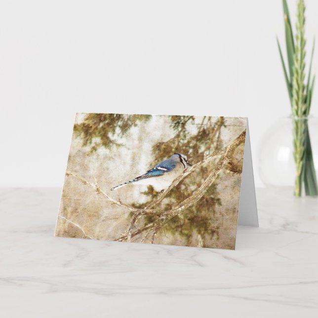Blue Jay, Birthday Card (Front)