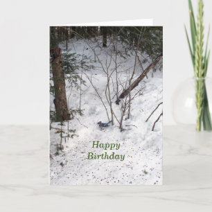Blue Jay Birthday  Card