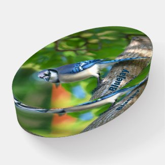 Blue Jay Bright Colorful Photographic Glass