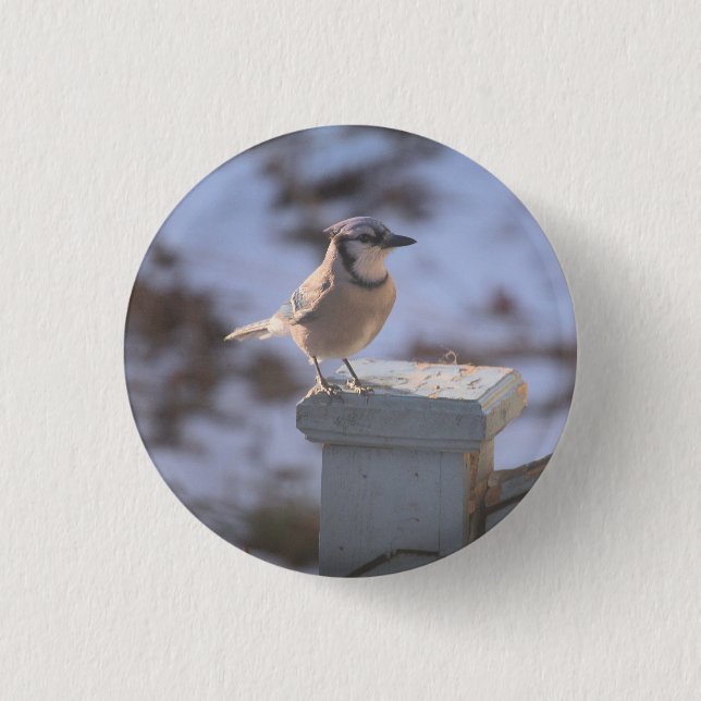 Blue Jay Button (Front)