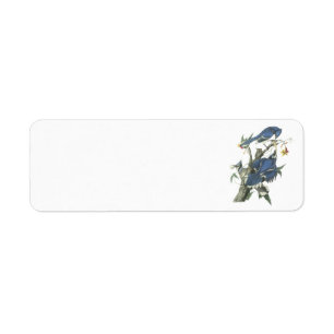 Blue Jay by Audubon Label