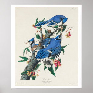 Blue Jay Poster, Zazzle