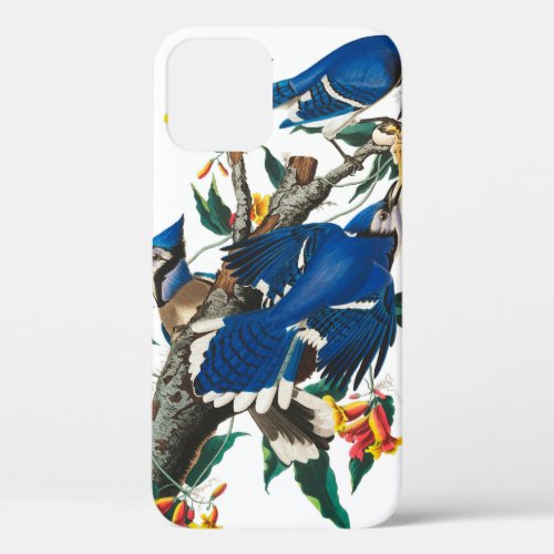 Blue Jay by John James Audubon iPhone 12 Case