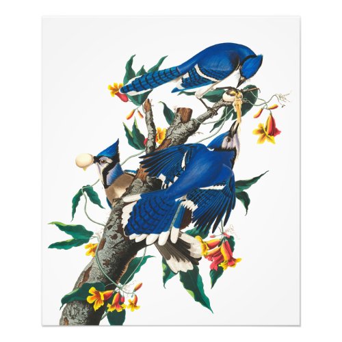 Blue Jay by John James Audubon Photo Print