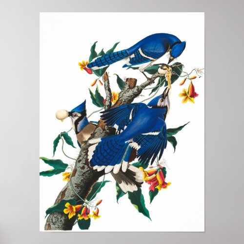 Blue Jay by John James Audubon Poster