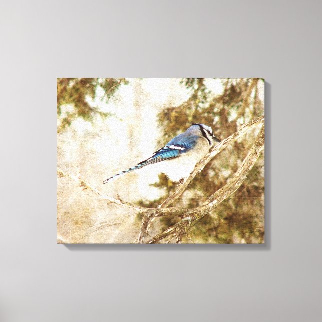 Blue Jay Canvas Print (Front)