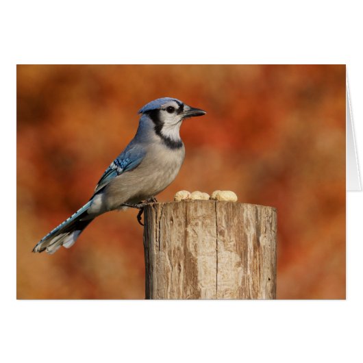 Blue Jay Cards (Front Horizontal)