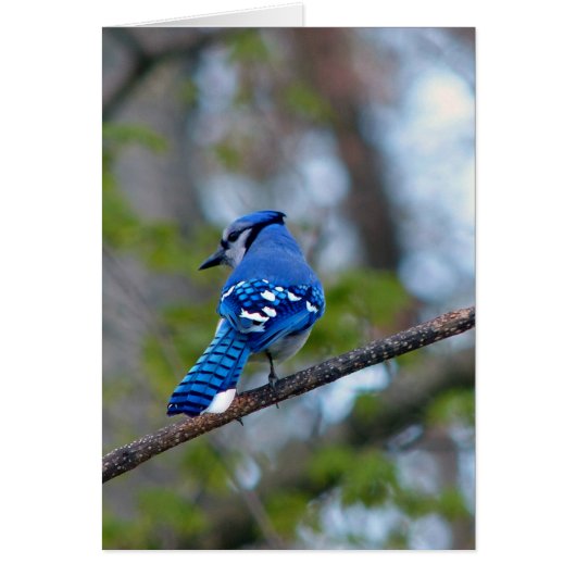 Blue Jay Cards (Front)