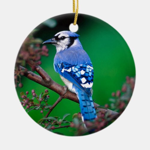 Blue Jay Ceramic Ornament