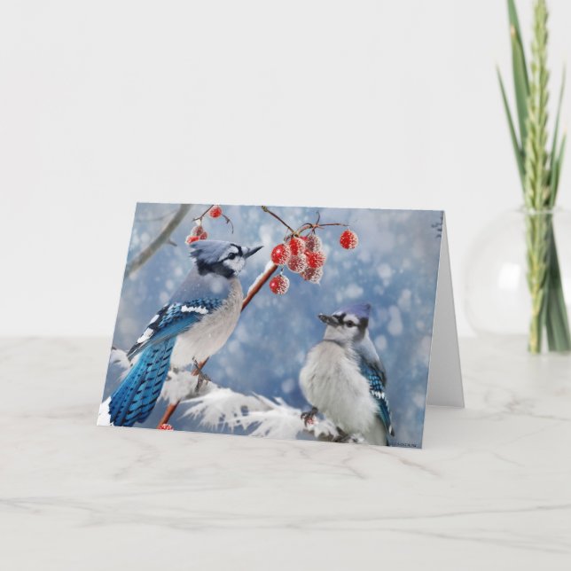 Blue Jay Christmas Holiday Card (Front)