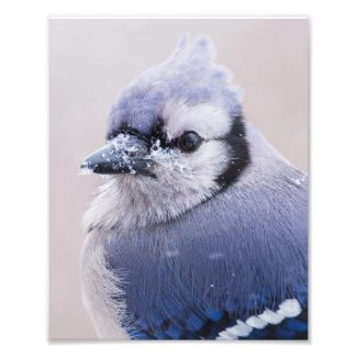 Blue Jay Closeup Photo Print