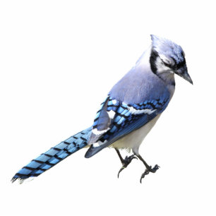 Blue Jay Cutout