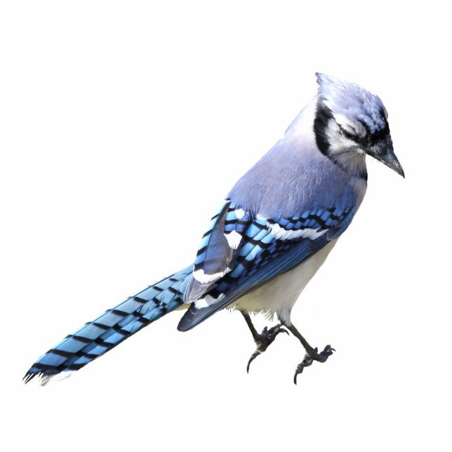 Blue Jay Cutout (Front)