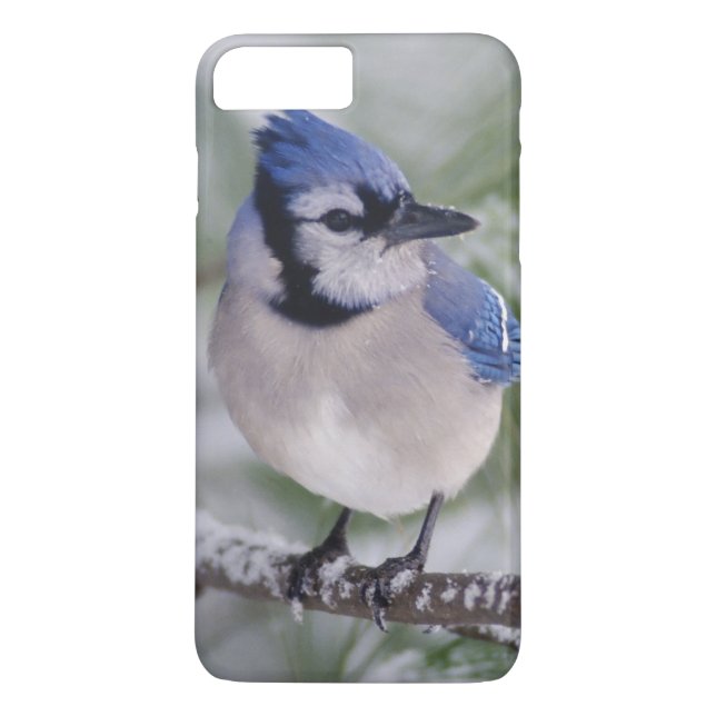 Blue Jay, Cyanocitta cristata Case-Mate iPhone Case (Back)