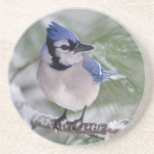 Blue Jay, Cyanocitta cristata Drink Coaster