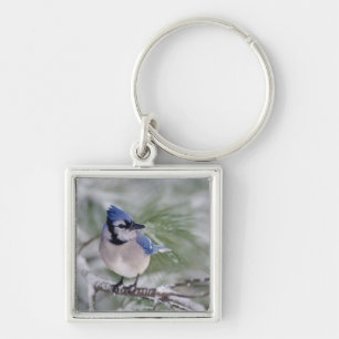 Blue Jay, Cyanocitta cristata Keychain