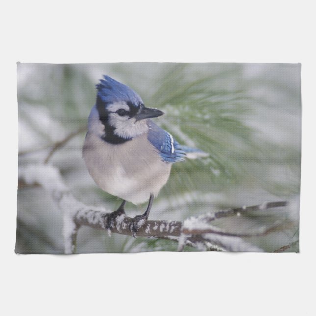 Blue Jay, Cyanocitta cristata Kitchen Towel (Horizontal)