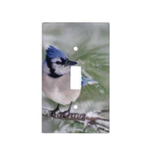 Blue Jay, Cyanocitta cristata Light Switch Cover