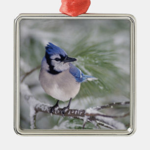 Blue Jay, Cyanocitta cristata Metal Ornament