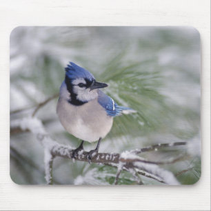 Blue Jay, Cyanocitta cristata Mouse Pad