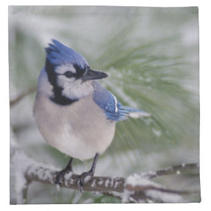 Blue Jay, Cyanocitta cristata Napkin