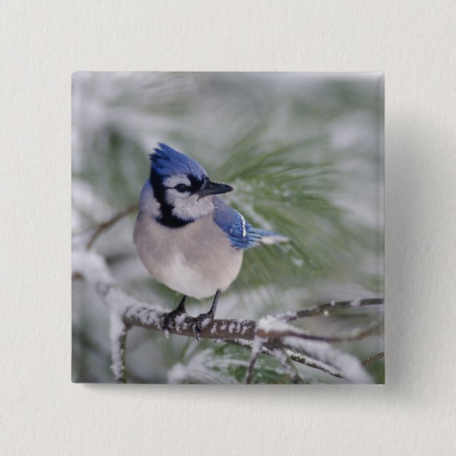 Blue Jay, Cyanocitta cristata Pinback Button (Front)
