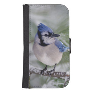 Blue Jay, Cyanocitta cristata Galaxy S4 Wallet Case