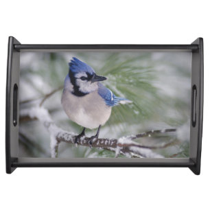 Blue Jay, Cyanocitta cristata Serving Tray