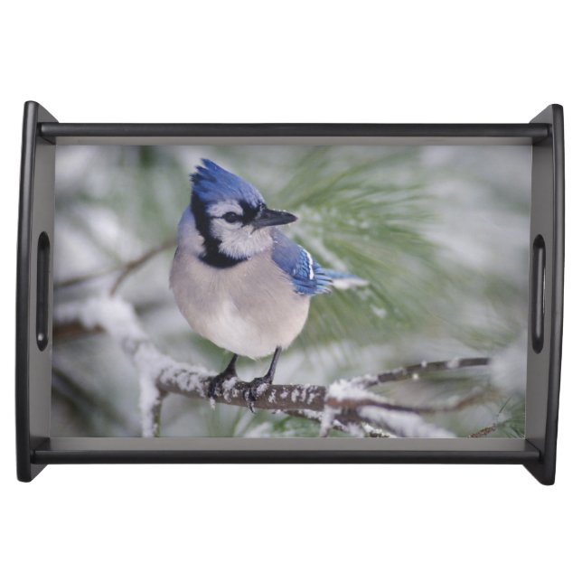 Blue Jay, Cyanocitta cristata Serving Tray (Front)