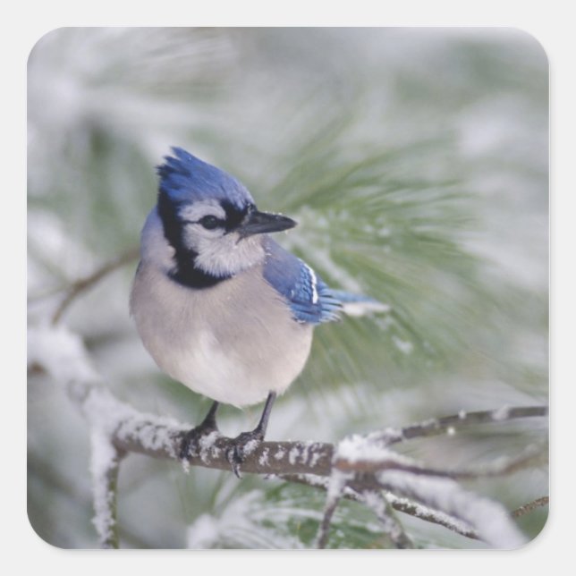 Blue Jay, Cyanocitta cristata Square Sticker (Front)
