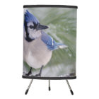 Blue Jay, Cyanocitta cristata