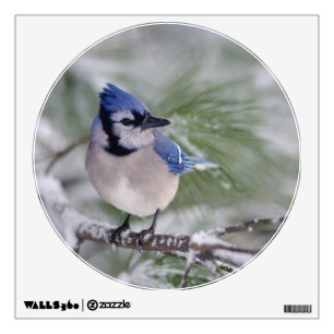 Blue Jay, Cyanocitta cristata Wall Decal