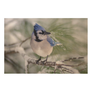 Blue Jay, Cyanocitta cristata Wood Wall Decor