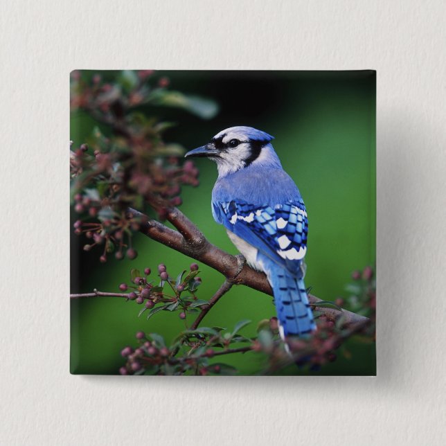 Blue Jay, Cyaoncitta cristata Button (Front)