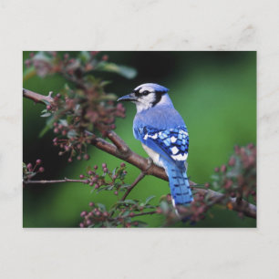 Blue Jay, Cyaoncitta cristata Postcard