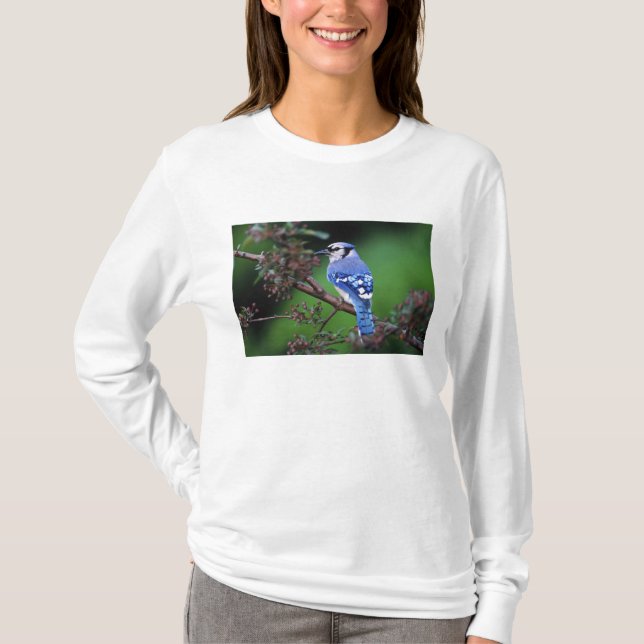 Blue Jay, Cyaoncitta cristata T-Shirt (Front)