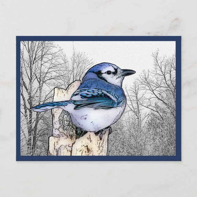 Blue Jay Drawing Postcard (Front)