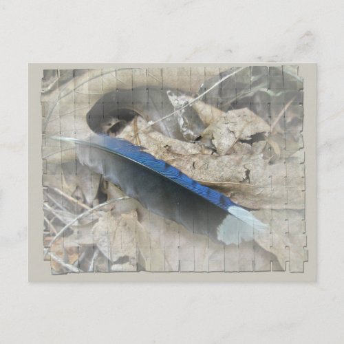 Blue Jay Feather Coordinating Items Postcard